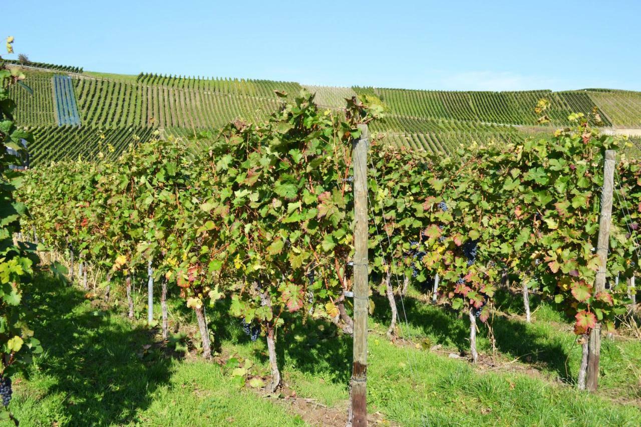 Weingut Mathy-Schanz Osann-Monzel 외부 사진